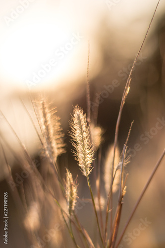 Grasses with golden sunset vintage landscape background.