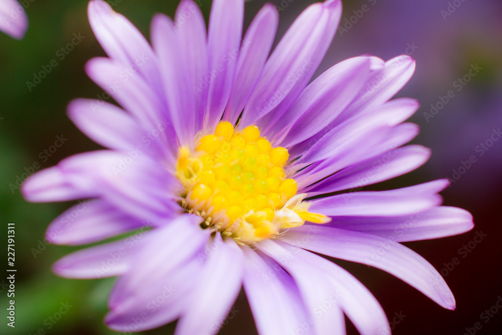 Close up Macro of  chrysanthemum flowers blooming in the garden.