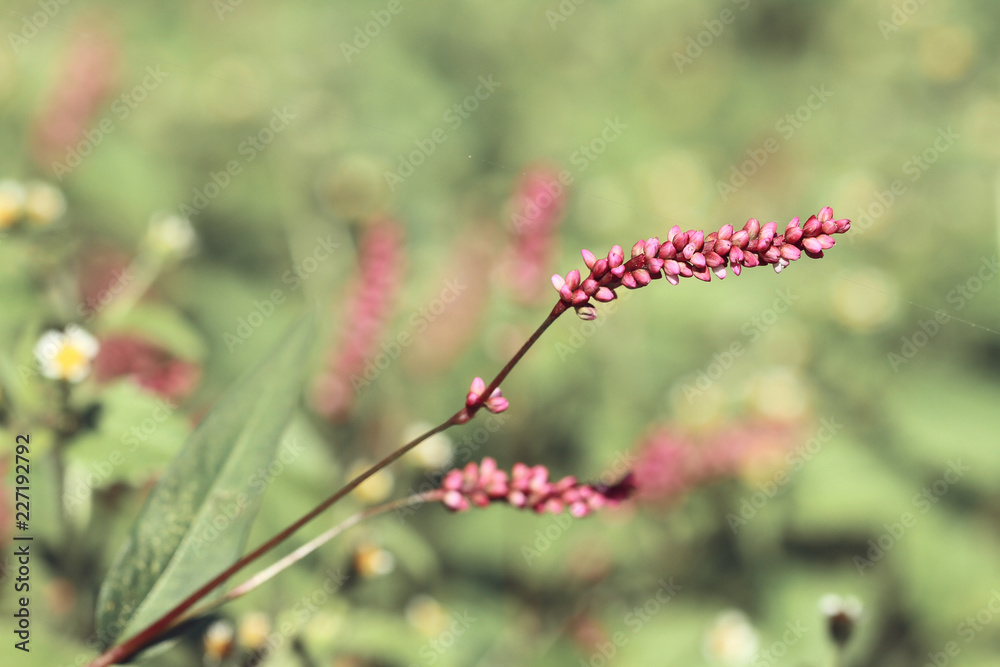 wild pink little flowers in sunlight of autumn wild pink little flowers in sunlight of autumn