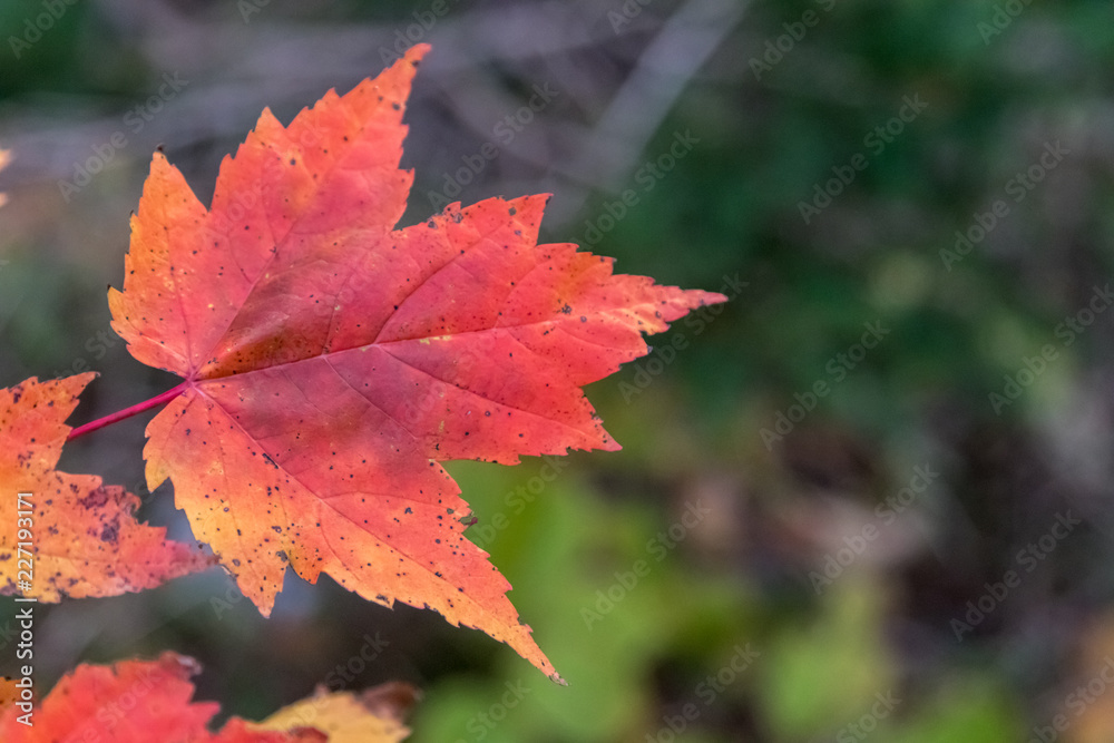Autumn maple leaf Autumn maple leaf