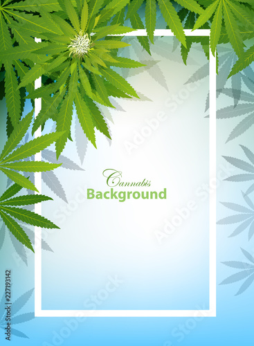 green cannabis leaf drug marijuana herb Background.