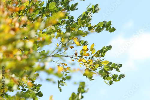 green and yellow leaves under blue sky
