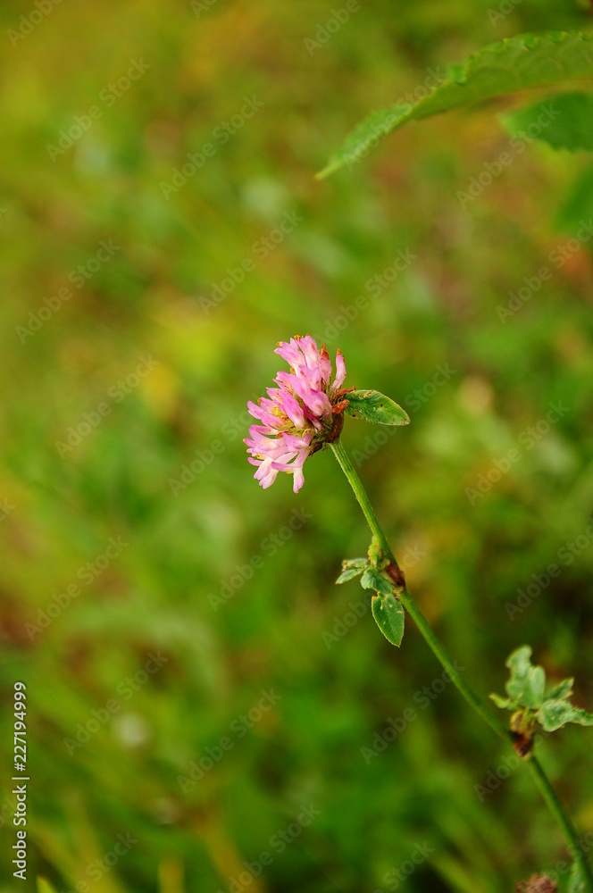 Single flower of clover, macro, blurred Single flower of clover, macro, blurred