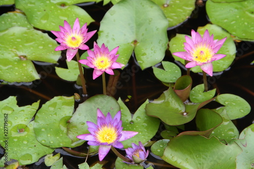 Purple Water Lily in the pool. Purple lotus in the pool