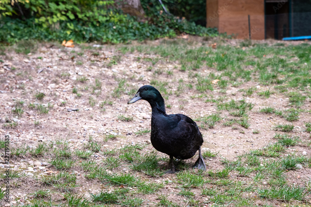 Fototapeta premium Black domestic ducks walking across a patchy lawn, with a duck coop in the background 