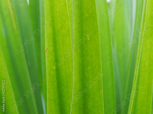 Beautiful green background