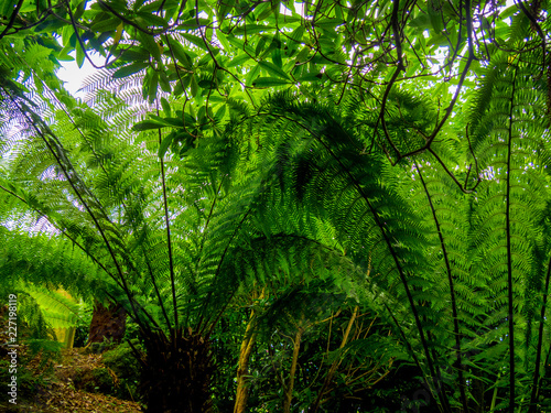 Green fern leaves in a close up shot