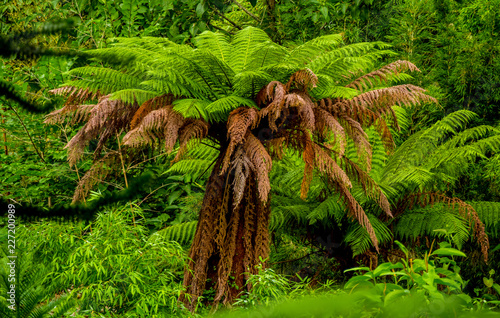 Amazing vegetation in a jungle forest