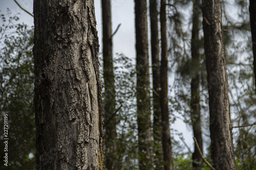 tree in the forest