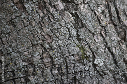 Corteza de árbol en diagonal