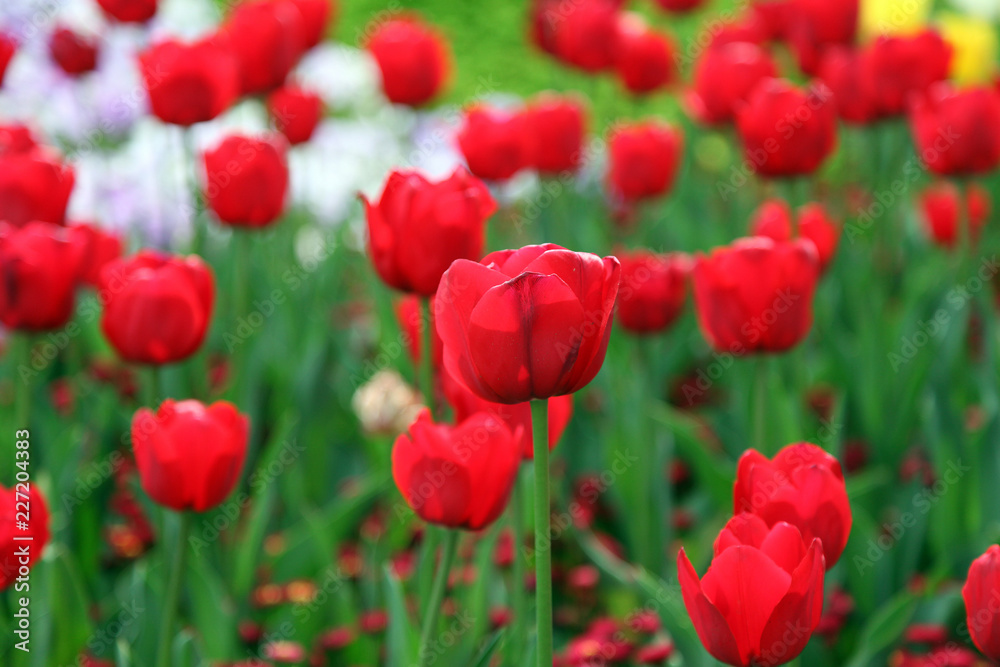Obraz premium Beautiful display of tulips in a variety of colours at Floriade, Canberra