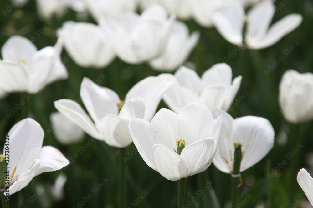 Beautiful display of tulips in a variety of colours at Floriade, Canberra