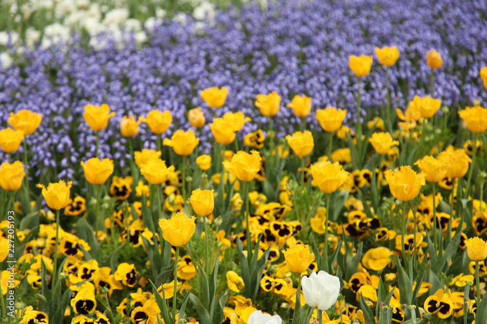 Fototapeta premium Beautiful display of tulips in a variety of colours at Floriade, Canberra