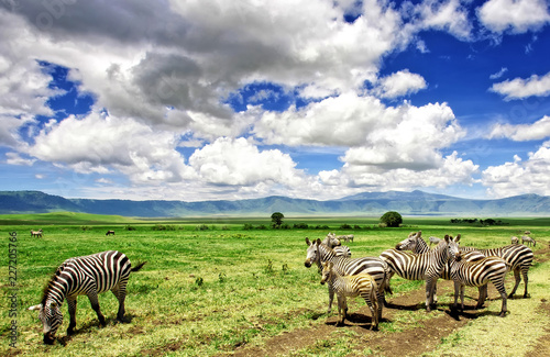 Zebras in the Ngorongoro Crater, Tanzania