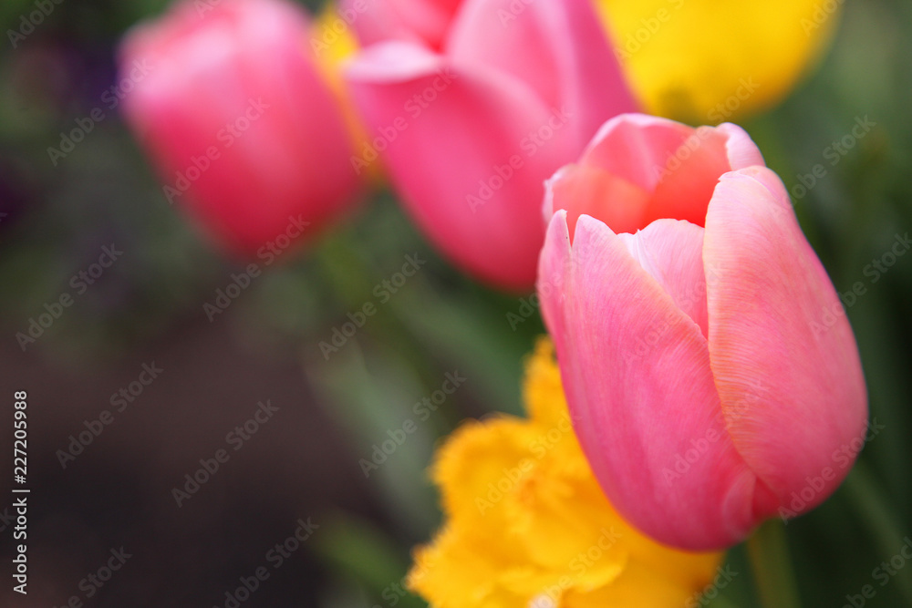 Beautiful display of tulips in a variety of colours at Floriade, Canberra Beautiful display of tulips in a variety of colours at Floriade, Canberra