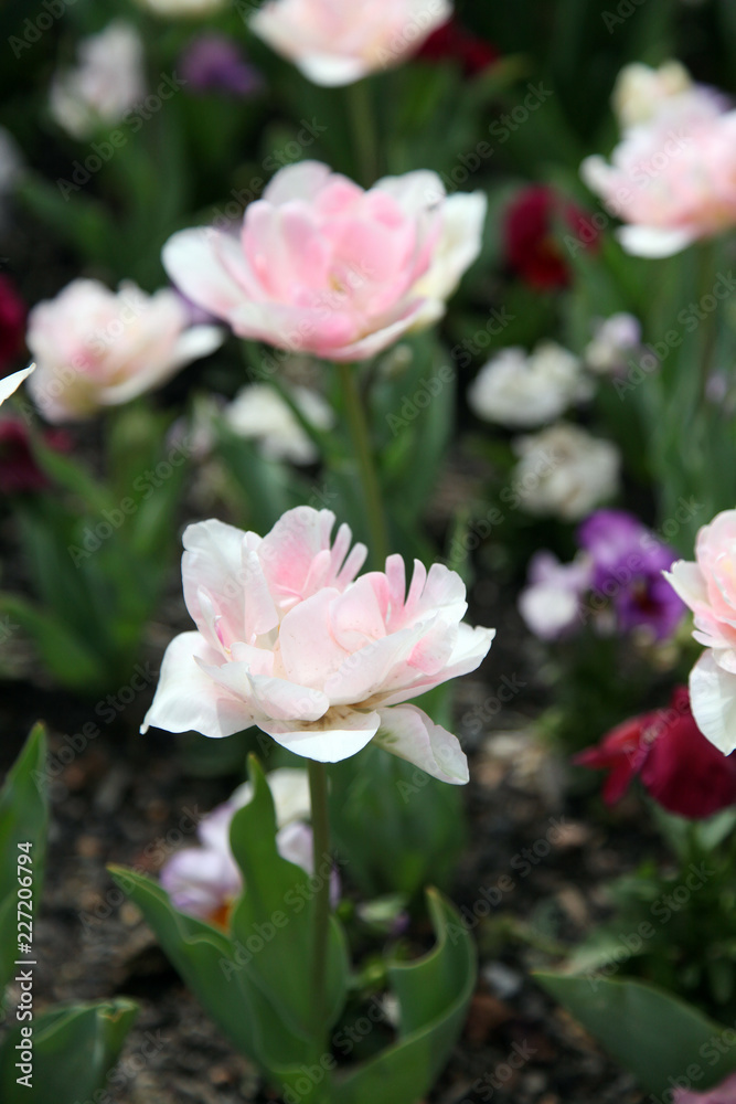 Beautiful display of tulips in a variety of colours at Floriade, Canberra Beautiful display of tulips in a variety of colours at Floriade, Canberra