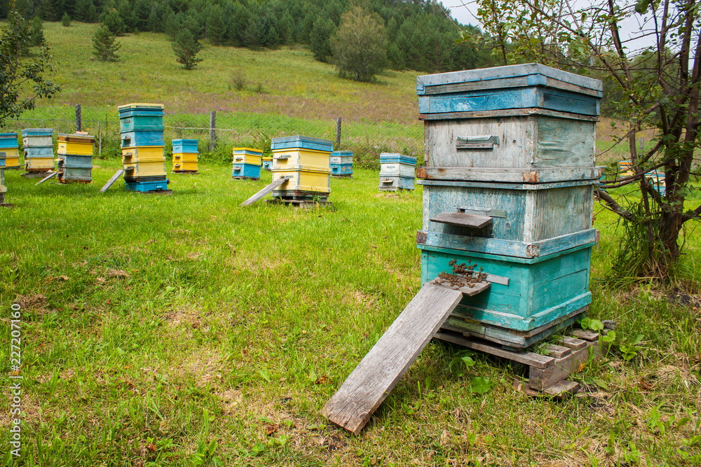 Group of colorful beehives full of bees in the in the meadow. Group of colorful beehives full of bees in the in the meadow.