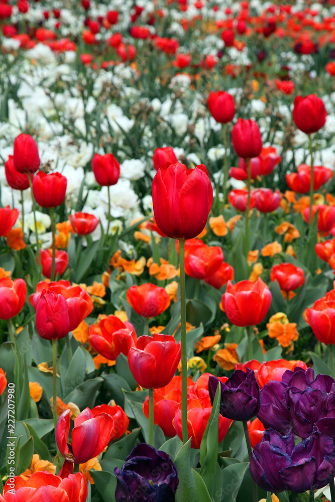 Obraz premium Beautiful display of tulips in a variety of colours at Floriade, Canberra