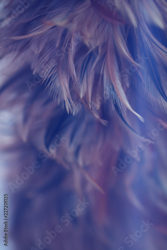 Blur Bird chickens feather texture for background Abstract, soft color of art design.