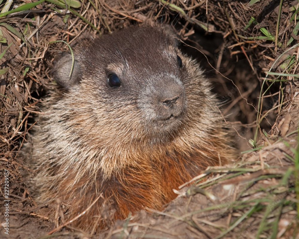 Groundhog (Marmota marmox) Groundhog (Marmota marmox)