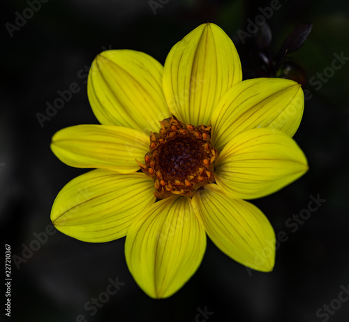 Gelbe Blüte im Detail