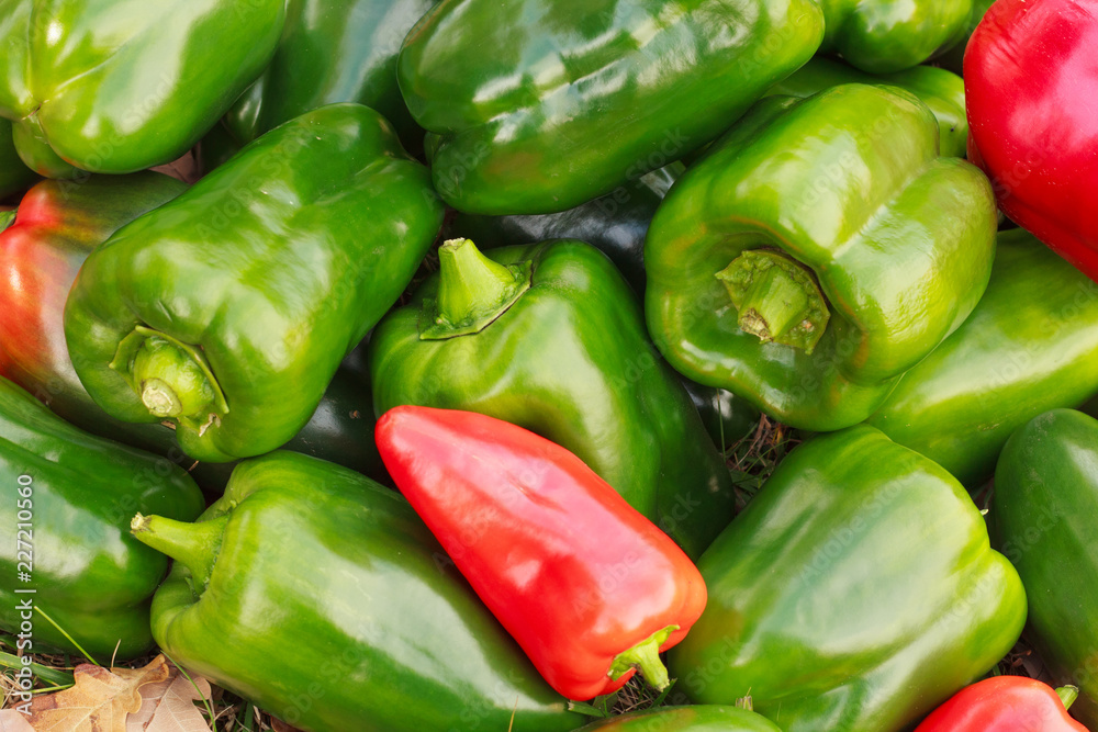 Colorful sweet Bulgarian pepper. Harvest in the garden. The concept of healthy vegetable food. Colorful sweet Bulgarian pepper. Harvest in the garden. The concept of healthy vegetable food.