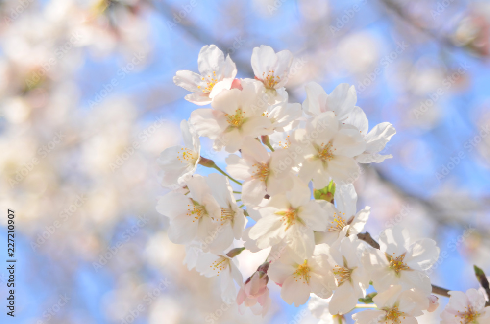 満開の桜