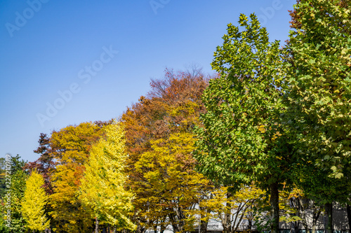 Beautiful seasonal colorful trees and blue sky landscape in autumn style at Kanazawa, Ishikawa, Chubu, Japan