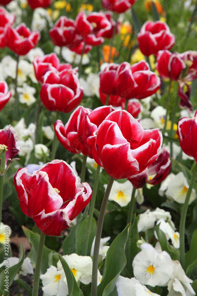 Beautiful display of tulips in a variety of colours at Floriade, Canberra Beautiful display of tulips in a variety of colours at Floriade, Canberra