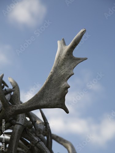 Deer Antlers Against Blue Sky © 智輝 八重樫