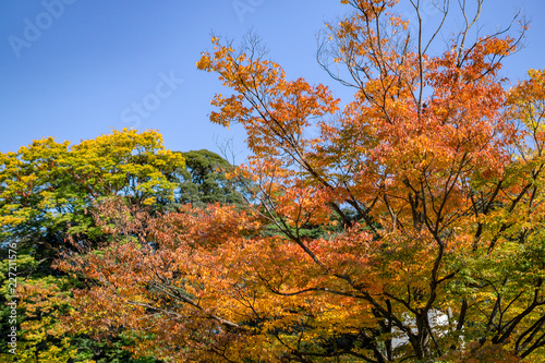 Beautiful seasonal colorful trees and blue sky landscape in autumn style at Kanazawa, Ishikawa, Chubu, Japan