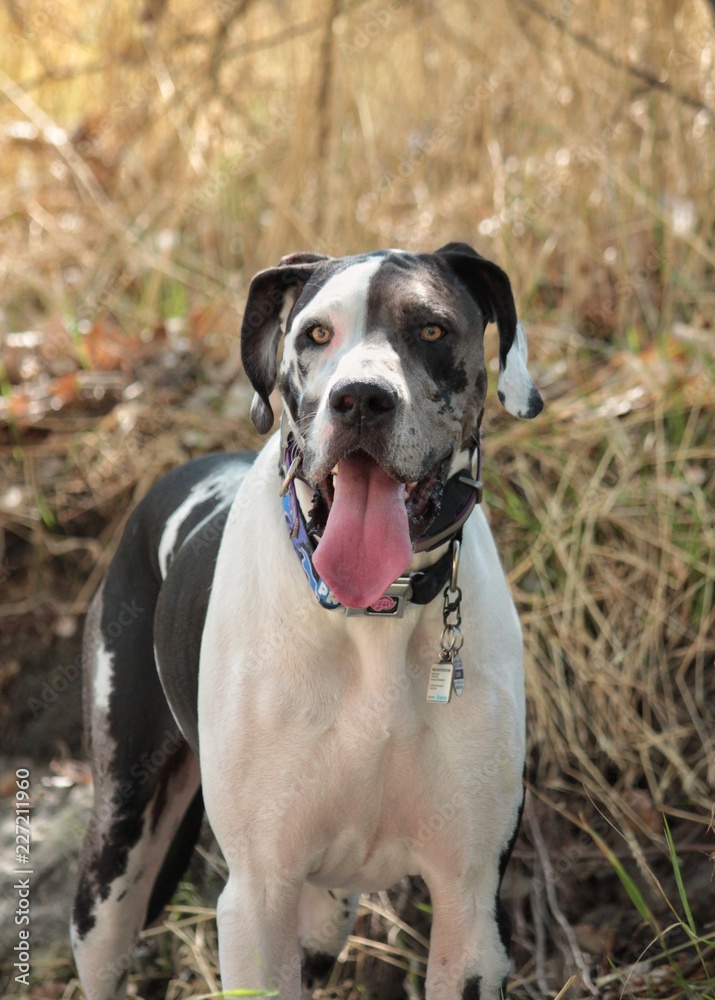 Great Dane in Natural Setting 