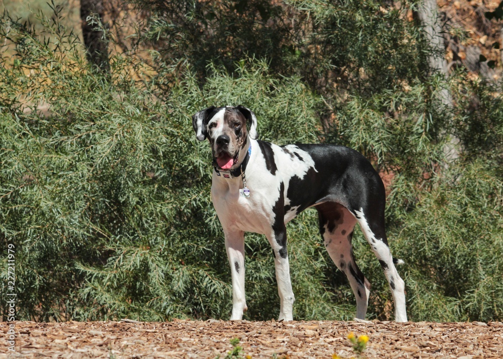 Great Dane in Natural Setting 