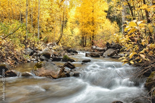 Flowing Water into Bright Autumn Forest