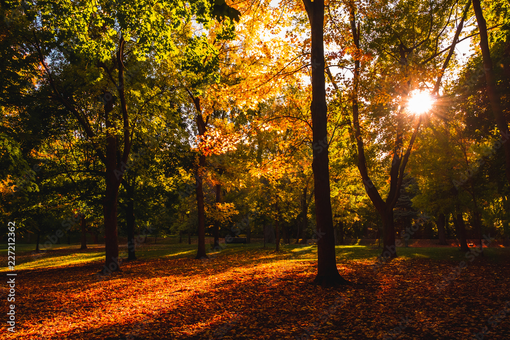 Fototapeta premium Maple leaves in Montreal, Canada