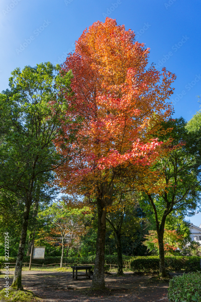 Beautiful background of seasonal colorful trees with copy space blue sky in autumn style at Yufuin. Oita, kyushu, Japan