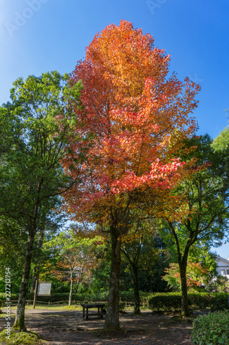 Beautiful background of seasonal colorful trees with copy space blue sky in autumn style at Yufuin. Oita, kyushu, Japan