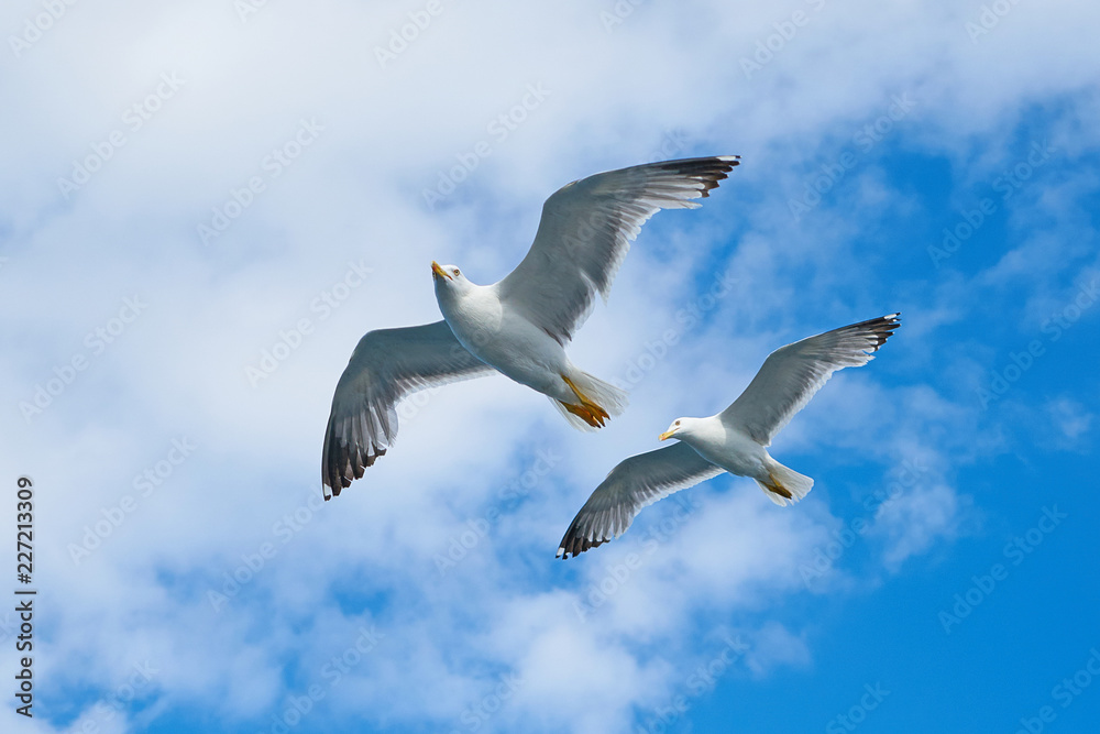 Obraz premium Seagull Bird