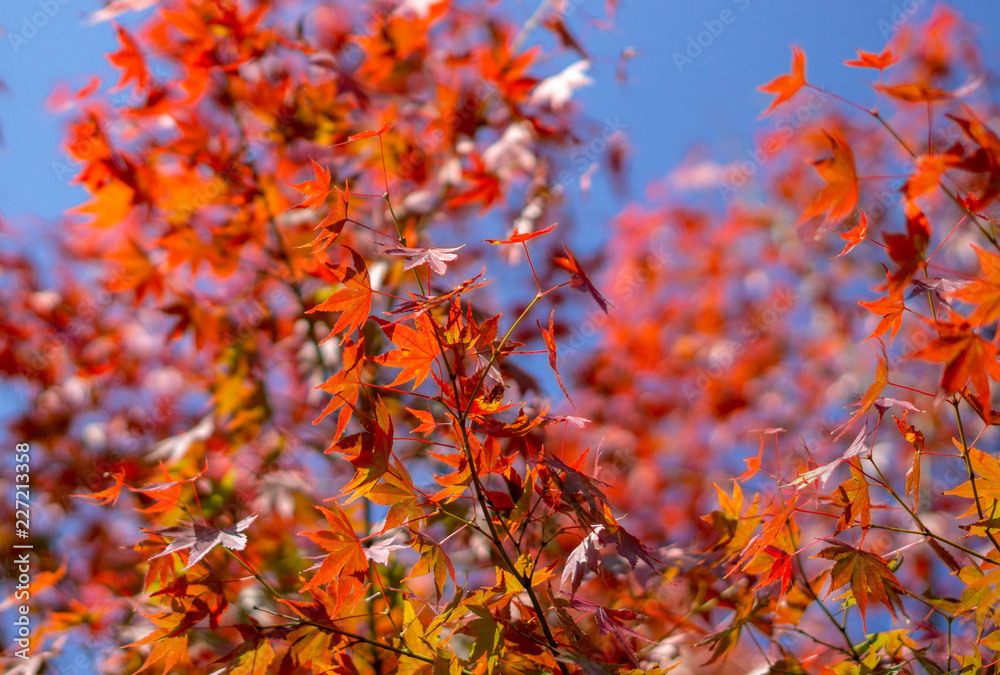 Beautiful background of seasonal colorful trees with copy space blue sky in autumn style at Yufuin. Oita, kyushu, Japan