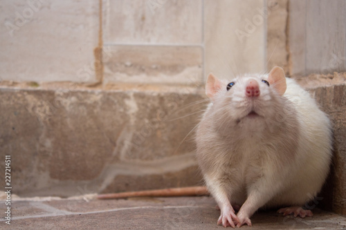 rato branco no chão de uma casa