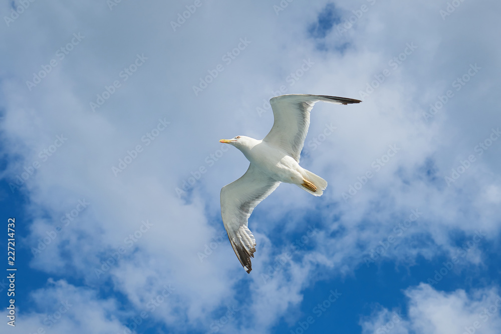 Obraz premium Seagull