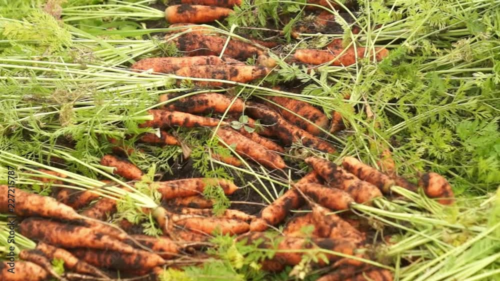 Lots of freshly dug carrots on the ground in the garden Lots of freshly dug carrots on the ground in the garden