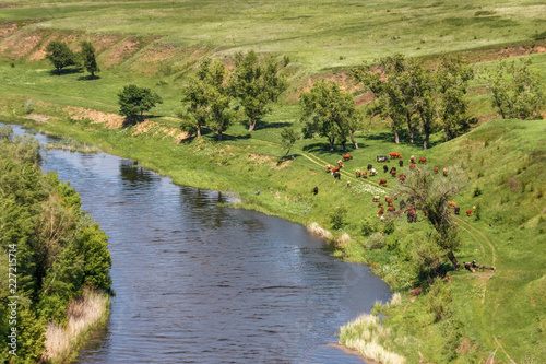 The sunny green riverbank with the grazing herd of the rural cows