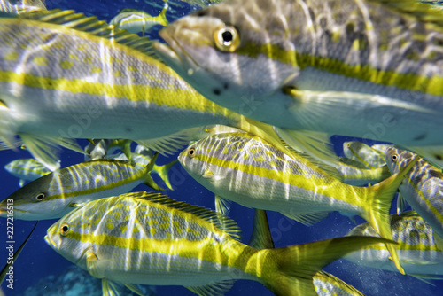 Colorful Yellowtail Snappers fish school underwater. Selective focus