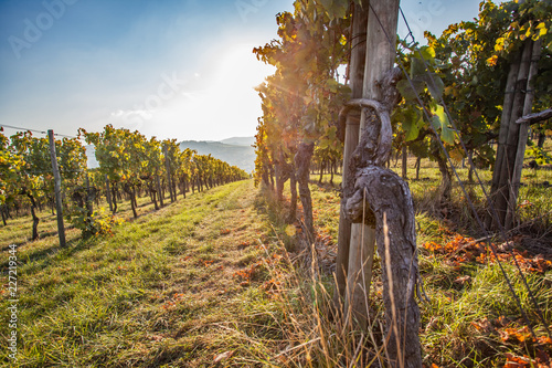 Deteilaufnahme von Weinstock mit Weinberg im Hintergrund  photo