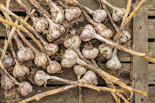     fresh garlic bulbs with long stalk on rustic table