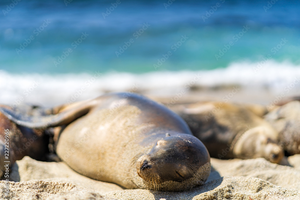 Fototapeta premium sea lion on the beach