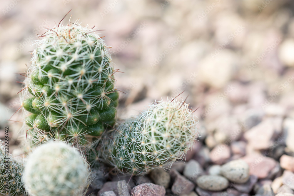 Macro shot of a green cacti or cactus and its thorns or spines Macro shot of a green cacti or cactus and its thorns or spines
