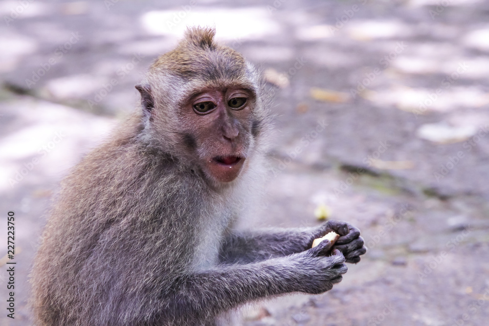monkey ubud monkey ubud