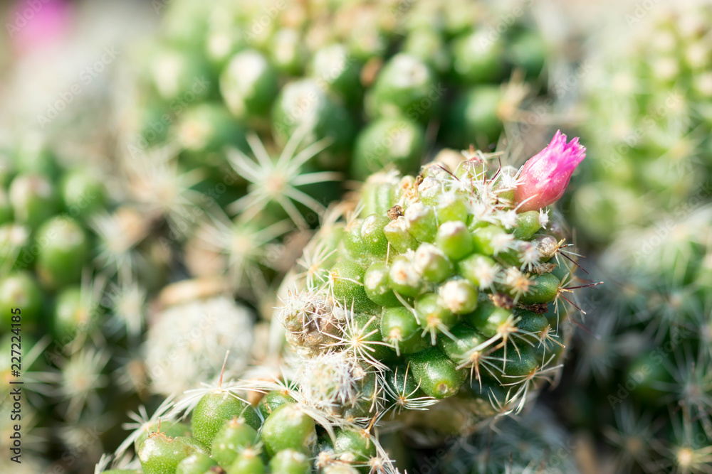 Macro shot of a green cacti or cactus and its thorns or spines Macro shot of a green cacti or cactus and its thorns or spines
